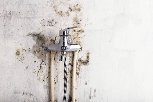 Best Same-Day Mold Removal  in Carrollton, AL