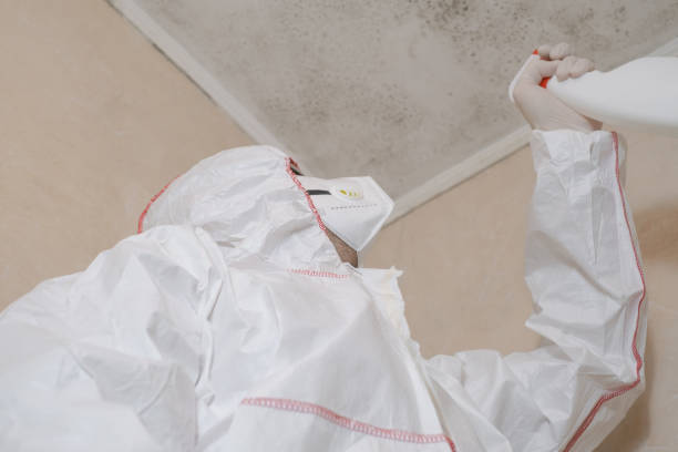 Best Certified Mold Removal  in Carrollton, AL