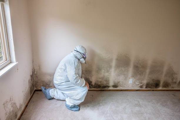 Best Commercial Mold Removal  in Carrollton, AL