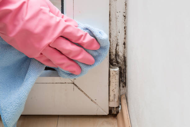 Best Mold Damage Repair  in Carrollton, AL