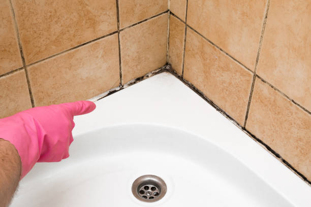 Best Fast Mold Removal  in Carrollton, AL