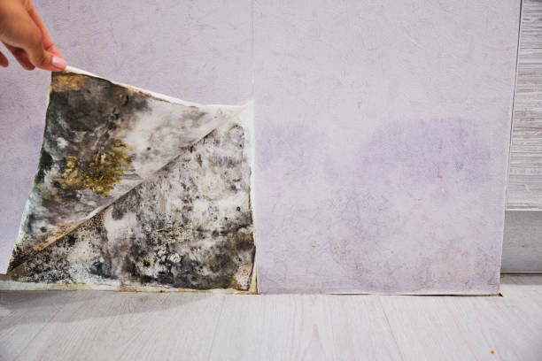 Best Residential Mold Removal  in Carrollton, AL